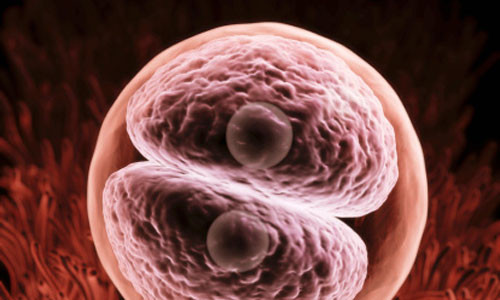 Không những vậy, chất lượng của phôi ở những phụ nữ mắc chứng béo phì cũng kém hơn bình thường. Quá trình thụ tinh và làm tổ trong tử cung cũng rất mong manh và dễ bị ảnh hưởng bởi những thay đổi chuyển hóa, dẫn đến nhiều triệu chứng bất thường của căn bệnh vô sinh.