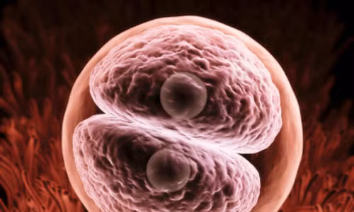 Không những vậy, chất lượng của phôi ở những phụ nữ mắc chứng béo phì cũng kém hơn bình thường. Quá trình thụ tinh và làm tổ trong tử cung cũng rất mong manh và dễ bị ảnh hưởng bởi những thay đổi chuyển hóa, dẫn đến nhiều triệu chứng bất thường của căn bệnh vô sinh.