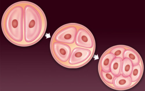 Béo phì làm tăng khả năng viêm nhiễm, giảm khả năng sống của trứng và phôi thai. Đối với cơ thể người có quá nhiều mỡ, môi trường xung quanh nuôi dưỡng cho trứng phát triển và môi trường noãn sào có sự thay đổi lớn so với người bình thường, đặc biệt hàm lượng các chất chuyển hóa và hormone nam tăng rất cao.