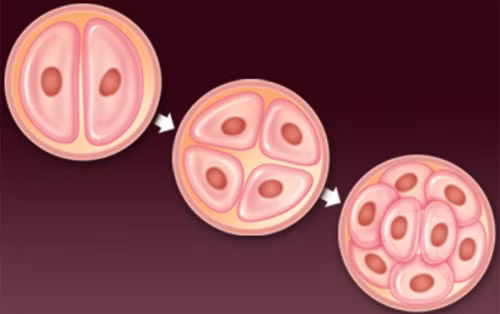 Béo phì làm tăng khả năng viêm nhiễm, giảm khả năng sống của trứng và phôi thai. Đối với cơ thể người có quá nhiều mỡ, môi trường xung quanh nuôi dưỡng cho trứng phát triển và môi trường noãn sào có sự thay đổi lớn so với người bình thường, đặc biệt hàm lượng các chất chuyển hóa và hormone nam tăng rất cao.