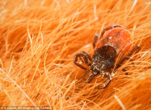 Côn trùng cắn. Côn trùng cắn có thể gây ra chứng bệnh Lyme, gây ra các triệu chứng như xuất hiện vành đỏ, đau đớn. Một số người có thể tự khỏi mà không cần chửa trị, nhưng cũng có người bị đau khớp, suy nhược, mệt mỏi, có vấn đề về tim, thần kinh nếu không được chữa trị bằng kháng sinh. Bạn nên phòng ngừa bằng cách mặc quần áo dài tay khi đi vào nơi hoang vu, dùng thuốc xịt côn trùng, bỏ quần vào trong vớ và mang giày kín.