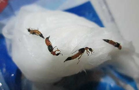 Kien ba khoang can nhieu sinh vien o TP HCM-Hinh-2