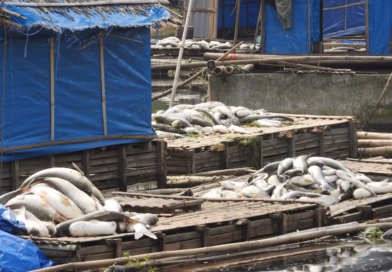 9. Người dân bất lực nhìn cá chết trắng sông Bưởi Sáng 4/5, nhiều người dân ra sông Bưởi (đoạn chảy qua xã Thạch Lâm, Thạch Thành, Thanh Hóa) phát hiện cá chết nổi khắp lòng sông. Những ngày tiếp theo, cá lồng nuôi của nhiều hộ dân phía hạ lưu sông Bưởi cũng chết hàng loạt. Phạm vi ghi nhận cá chết ước tính 30 km dọc sông. Ngày 7/5, ông Lưu Trọng Quang, Phó Giám đốc phụ trách Sở Tài nguyên và Môi trường tỉnh Thanh Hóa, cho biết Công ty cổ phần mía đường Hòa Bình đã nhận lỗi gây ô nhiễm do xả nước thải chưa qua xử lý ra thượng nguồn sông Bưởi.