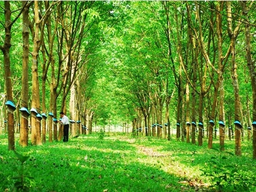 Dau tu Sai Gon VRG chi 22 ty tang so huu tai Cao su Tay Ninh