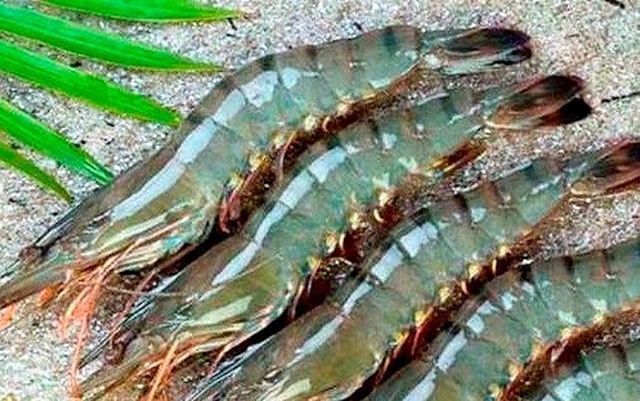 Doanh số tháng 5 của FMC giảm 4% khi đạt hơn 15 triệu USD Doanh so thang 5 cua FMC giam 4% khi dat hon 15 trieu USD