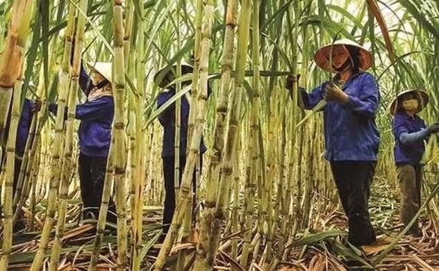 Co phieu mia duong mang ve vi ngot cho co dong kien nhan-Hinh-2