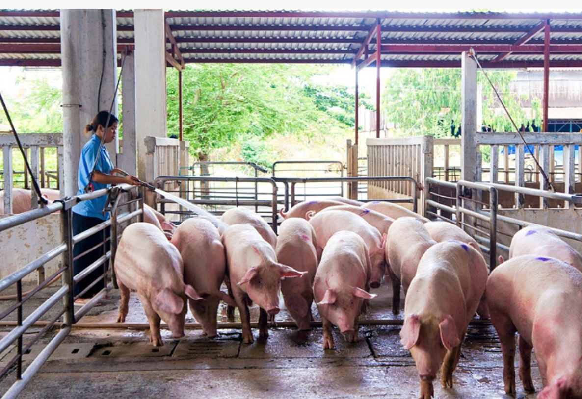 Navetco (VET) bi truy thu thue va xu phat hon 1 ty dong