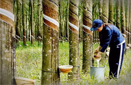 He lo nguyen nhan Cao su Phuoc Hoa bao lai tang dot bien trong quy 2