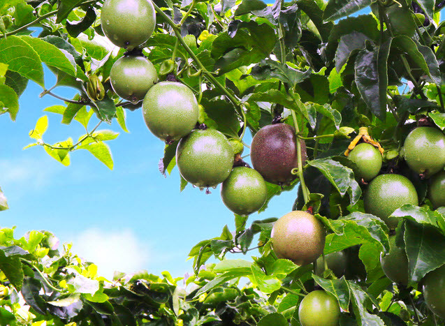 HAGL Agrico noi gi ve nguyen nhan thua lo nghin ty?