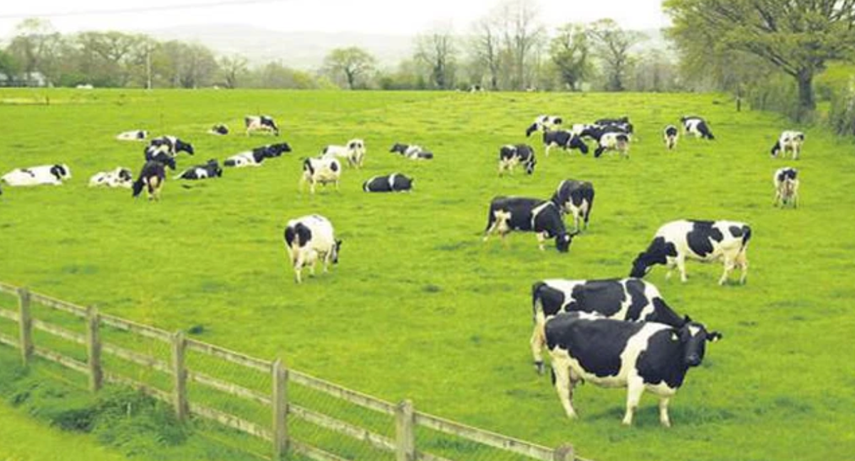 Vilico len phuong an sap nhap GTNFoods, tham vong lam trang trai bo