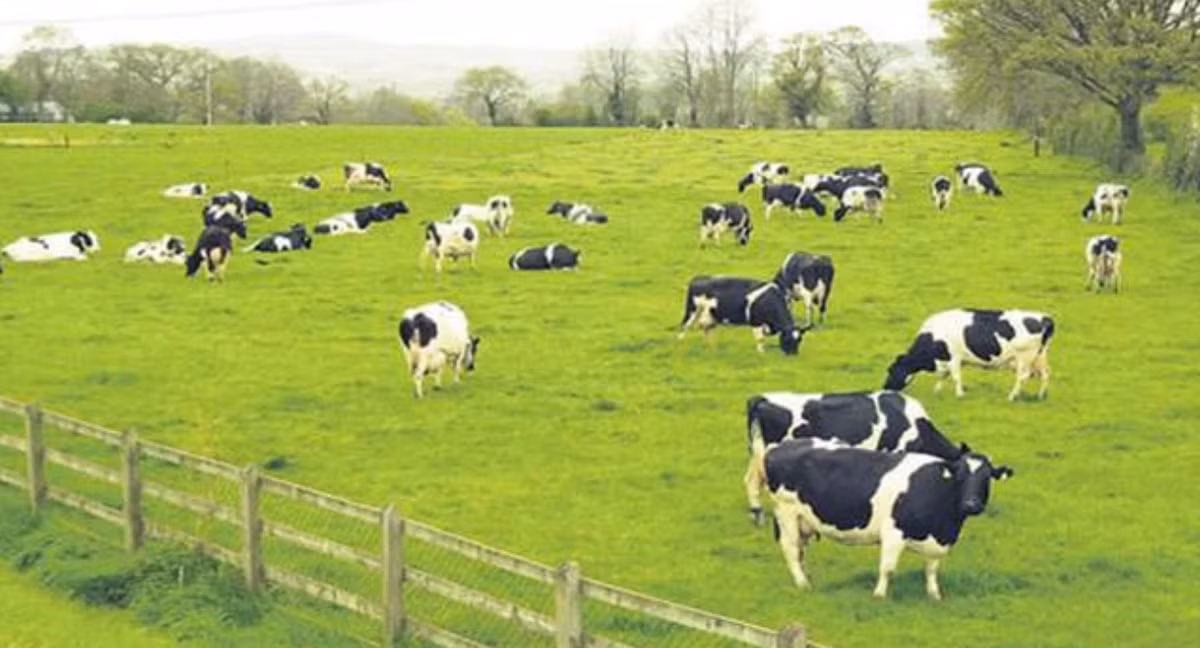 Vilico len phuong an sap nhap GTNFoods, tham vong lam trang trai bo