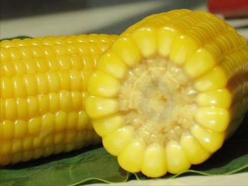 Ngược lại, luộc ngô rồi trữ đông sẽ khóa độ ẩm của ngô, giảm sự hình thành các tinh thể đá, giúp ngô ngậm nước, hạt ngô căng mọng. Luộc chín ngô rồi cấp đông giữ lại nhiều nước và dinh dưỡng, không mất đi mùi vị đặc trưng. Khi sử dụng, chỉ cần hấp nóng, hạt ngô mềm lại là có thể thưởng thức.