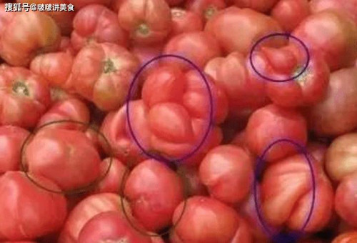 5. Cà chua. Cà chua có thể thu hoạch quanh năm nhưng cà chua trong nhà lưới không thể thụ phấn bình thường, cần can thiệp thủ công. Nông dân sẽ rắc chất điều hòa sinh trưởng lên nhụy hoa. Đây là lý do những quả cà chua thường có hình dáng kỳ lạ.