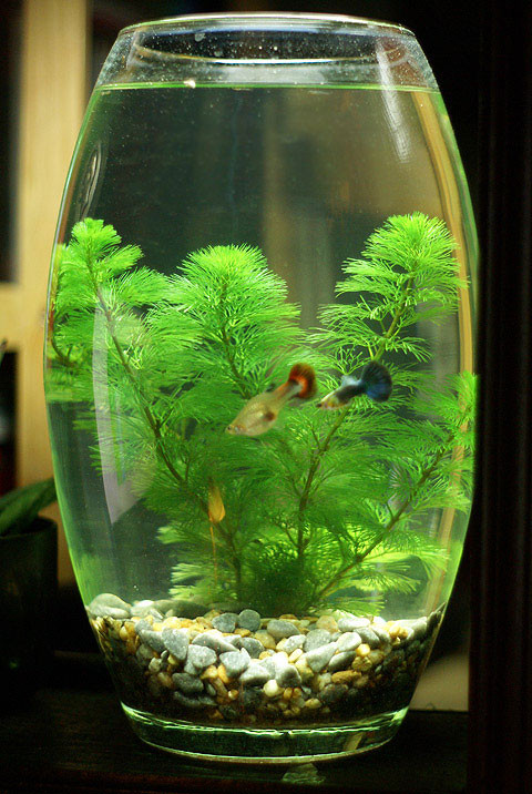 Có rất nhiều hình dáng bể cá mini ngộ nghĩnh, đáng yêu mà bạn có thể tha hồ lựa chọn và thể hiện cá tính mình trong đó - Ảnh nguồn: cacanhhanoi.com