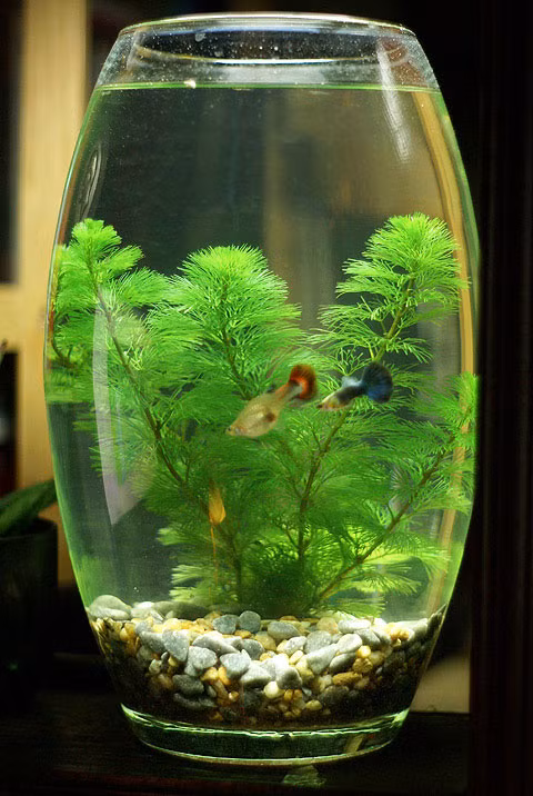 Có rất nhiều hình dáng bể cá mini ngộ nghĩnh, đáng yêu mà bạn có thể tha hồ lựa chọn và thể hiện cá tính mình trong đó - Ảnh nguồn: cacanhhanoi.com