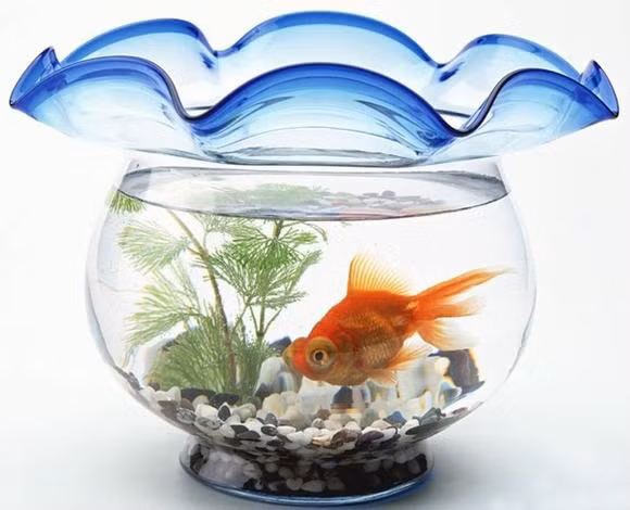 Nhờ thiết kế nhỏ gọn với nhiều mẫu mã khác nhau mà bể cá cảnh mini còn được giới văn phòng ngày càng ưa chuộng giúp thay đổi không khí khi làm việc - Ảnh nguồn: Internet.