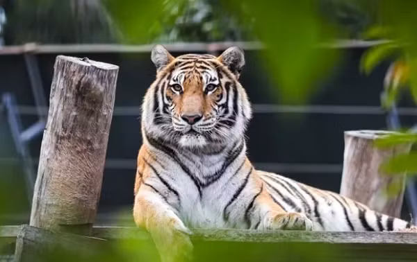 Ngày 20/12: Con giáp nào phát tài phát lộc, tiền đếm mỏi tay? - Hình 3 Ngay 20/12: Con giap nao phat tai phat loc, tien dem moi tay?-Hinh-3