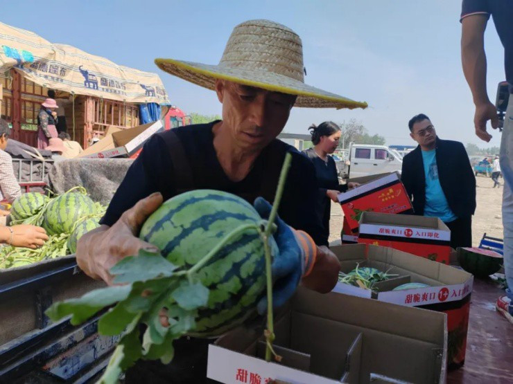 Chỉ cần vỗ dưa hấu, thu nhập hàng chục triệu mỗi ngày Chi can vo dua hau, thu nhap hang chuc trieu moi ngay