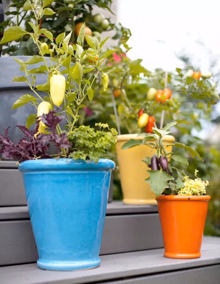 Trồng cây kích thước nhỏ trong các chậu sứ nhiều màu sắc, đặt trên bậc tam cấp hay bậu cửa sổ.