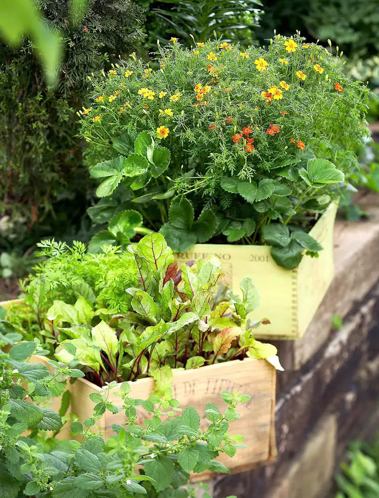 ạo cá tính cho khu vườn bằng cách sử dụng các thùng chứa tái chế làm chậu trồng cây.