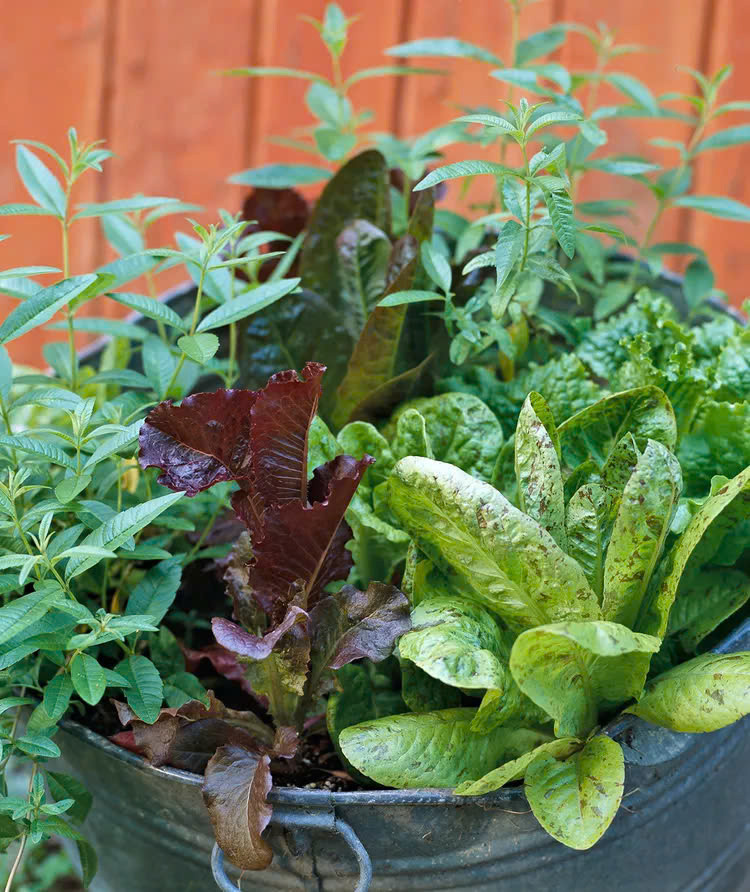 gười làm vườn có thể thu được nhiều sản phẩm hơn từ một không gian nhỏ bằng cách sử dụng kỹ thuật gọi là trồng xen canh - Khi cây của bạn đã cho trái cây hoặc rau quả cho mùa hè, hãy thay thế chúng bằng một loại cây/rau khác.