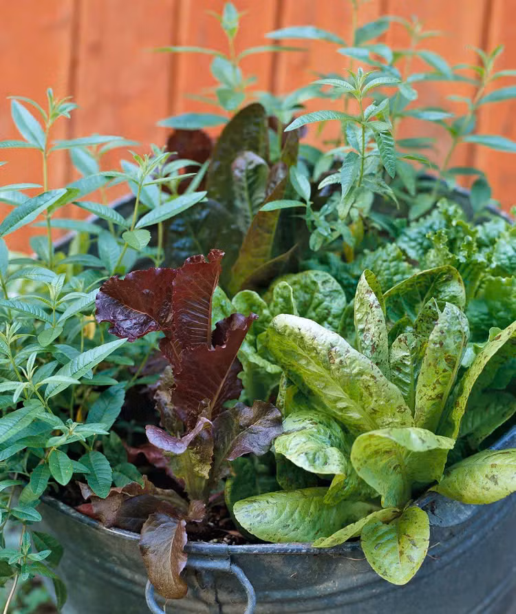 Người làm vườn có thể thu được nhiều sản phẩm hơn từ một không gian nhỏ bằng cách sử dụng kỹ thuật gọi là trồng xen canh - Khi cây của bạn đã cho trái cây hoặc rau quả cho mùa hè, hãy thay thế chúng bằng một loại cây/rau khác.