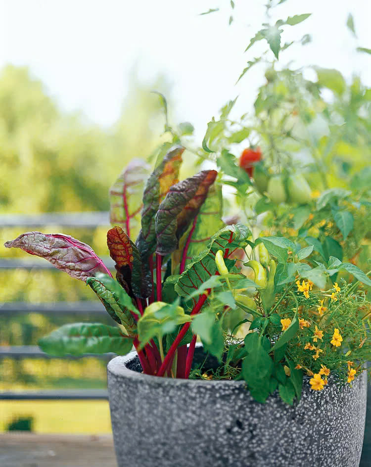 Sử dụng rau có lá, hoa hoặc cây có trái để tạo một chậu cây/một khu vườn nhỏ có vẻ ngoài vừa đẹp mắt vừa ăn được.