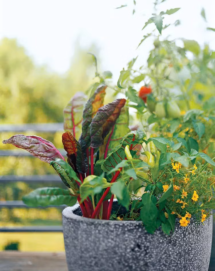 Sử dụng rau có lá, hoa hoặc cây có trái để tạo một chậu cây/một khu vườn nhỏ có vẻ ngoài vừa đẹp mắt vừa ăn được.