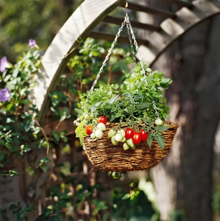 ếu không gian sàn nhà hạn chế, tại sao không trồng rau trong giỏ treo? Các giống nhỏ gọn, thảo mộc có thể phát triển tốt trong giỏ treo trên thành cửa sổ hay từ trần nhà xuống.