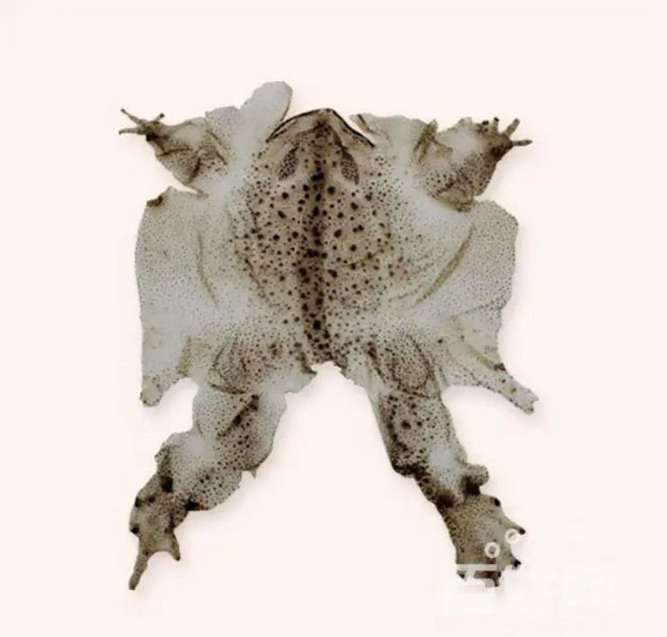 Không phải da cá sấu, da của loài này mới là “kho báu” - Hình 2 Khong phai da ca sau, da cua loai nay moi la “kho bau”-Hinh-2