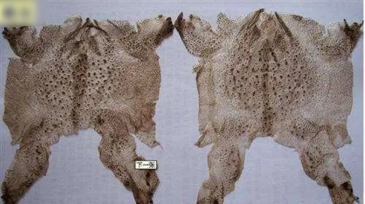 Không phải da cá sấu, da của loài này mới là “kho báu” Khong phai da ca sau, da cua loai nay moi la “kho bau”