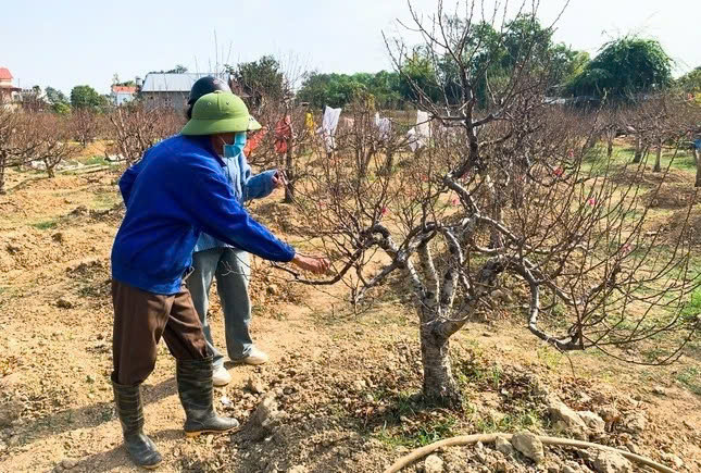 Sau ảnh hưởng của bão, làng đào Thái Nguyên chờ vụ Tết - Hình 2 Sau anh huong cua bao, lang dao Thai Nguyen cho vu Tet-Hinh-2