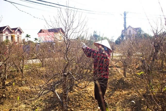 Sau ảnh hưởng của bão, làng đào Thái Nguyên chờ vụ Tết Sau anh huong cua bao, lang dao Thai Nguyen cho vu Tet