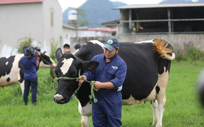 Lien doanh Vibev cua Vinamilk - Kido: Diem loi the khong ong lon nao co