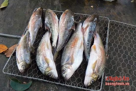 Cá mát được xem là loài đặc sản thịnh hành nhất ở miền Tây xứ Nghệ, loài này dễ đánh bắt hơn các loài ở trên. Cá mát có nhiều nhất ở Con Cuông, Tương Dương. Vùng sông Giăng là vùng sinh sống chủ yếu của cá mát. Vì thế có câu ca: "cơm Mường Quạ, cá sông Giăng". Cá mát dùng lưới chăng để bắt. Cá dùng để kho, rán, nướng... Hiện nay trữ lượng loài cá này đang bị giảm sút nghiêm trọng. Mỗi kg cá mát có giá từ 200 đến 400 nghìn đồng. Ảnh tư liệu.