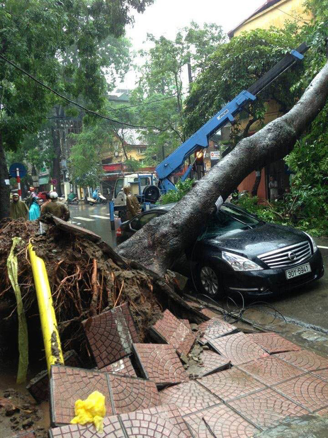 Cây bật gốc đè lên xe.