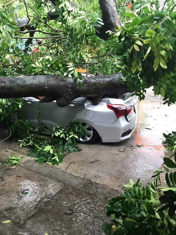 Kèm theo những hình ảnh, dân mạng cũng cảnh báo các chủ xe không nên đỗ xe ở dưới các cây lớn ngày mưa bão.