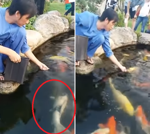 Hình ảnh Hoài Linh đang cho cá ăn, trong đó có chú cá mang tên Trường Giang (ảnh trái).