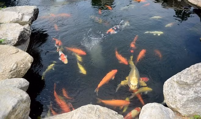 Ngọc Huyền được nam danh hài chia sẻ: "Ở dưới này có một con cá tên Hoài Linh mỗi lần gọi tên thì nó lên ăn, ăn xong lại lặn xuống hồ không lên nữa. Chẳng tranh giành với ai hết. Cha sao thì tính con vậy".