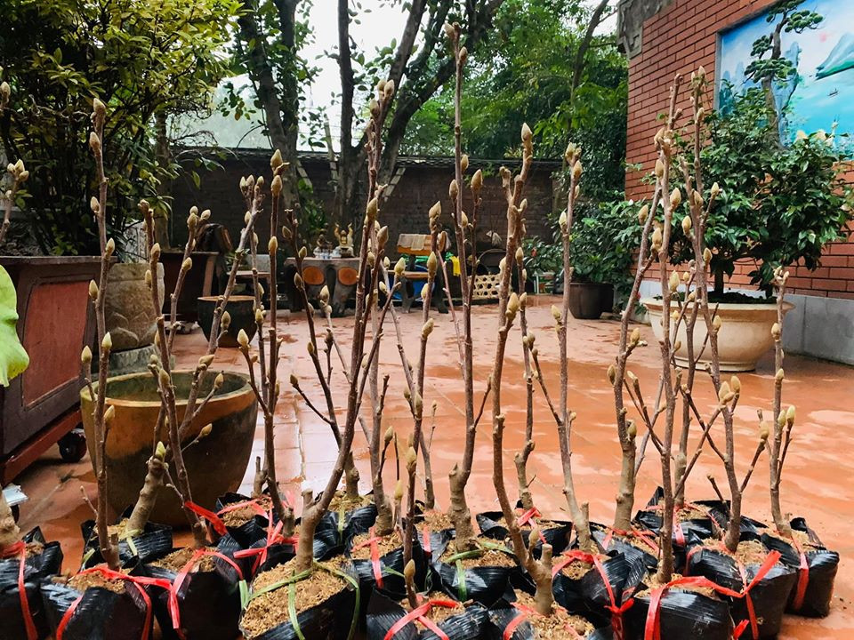 Anh thường tự tay quét dọn biệt phủ, mua sắm nhiều loại hoa tươi và cây cảnh, bày biện mâm ngũ quả...