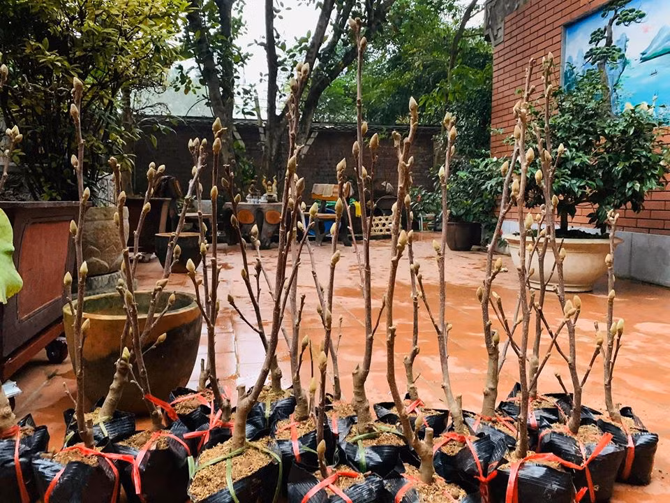 Anh thường tự tay quét dọn biệt phủ, mua sắm nhiều loại hoa tươi và cây cảnh, bày biện mâm ngũ quả...