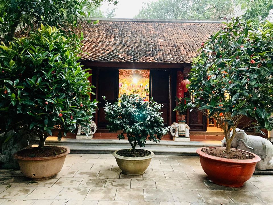 Vượng Râu khoe chậu hải đường và giống hoa quý bạch trà, trà phấn hồng mới tậu để trang hoàng cho không gian biệt phủ.