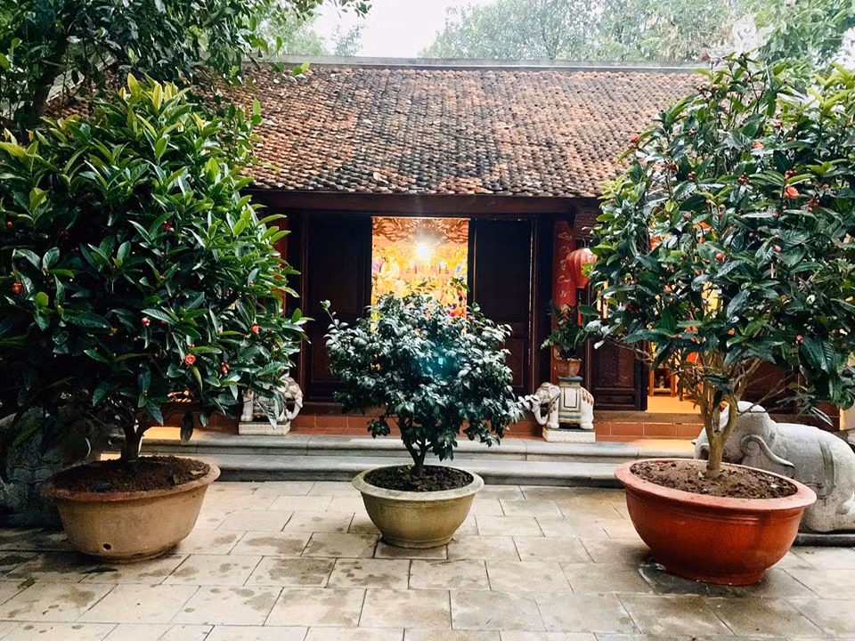 Vượng Râu khoe chậu hải đường và giống hoa quý bạch trà, trà phấn hồng mới tậu để trang hoàng cho không gian biệt phủ.