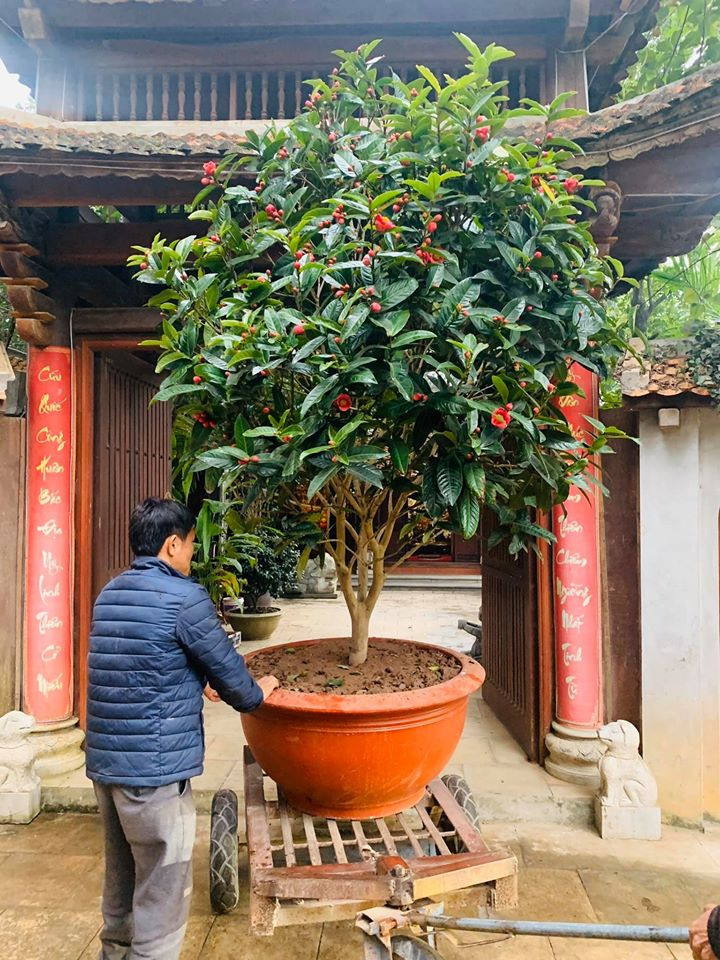 Trước Tết một tháng, nam danh hài sinh năm 1980 đã rậm rịch sắm chậu hoa, cây cảnh để chuẩn bị dâng hoa Lễ Tạ.