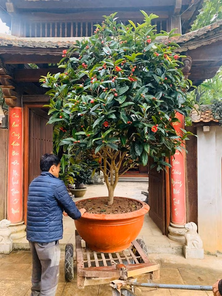 Trước Tết một tháng, nam danh hài sinh năm 1980 đã rậm rịch sắm chậu hoa, cây cảnh để chuẩn bị dâng hoa Lễ Tạ.