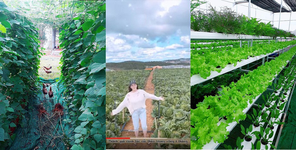 Mới đây nhất, hình ảnh Lý Nhã Kỳ khiến fan thích thú khi ăn mặc giản dị, mặt không trang điểm, chân đi dép tổ ong tự tay thu hoạch rau củ, trứng gà trong nông trại rộng 50 hecta của cô tại Đà Lạt.