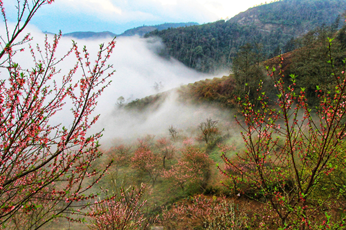 Từ chân núi đến đỉnh núi, vườn đào cổ thụ nở thắm trong làn mây núi khiến người ta liên tưởng đến những "rừng đào mười dặm". (Ảnh: Lộc Liên)