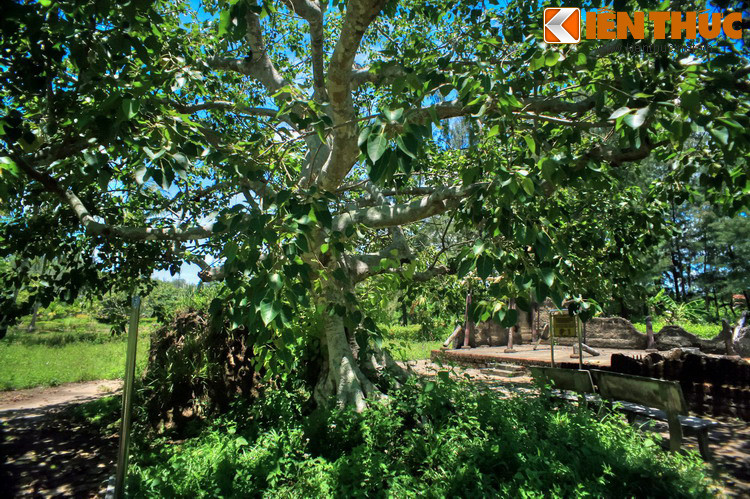 Cây bồ đề của gia đình ông Đỗ Phi, một chứng nhân của vụ thảm sát.