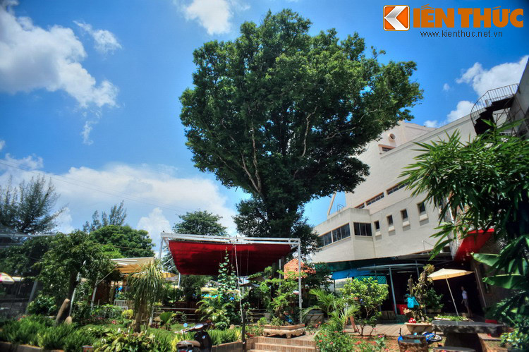 Hai vợ chồng Y Mun không có con, không có người nối dõi, vì thế, họ đã nhận cháu mình là Y Thuột và H'tế thuộc làm con nuôi, và Y Thuột trở thành trưởng nam của người đứng đầu làng. Ảnh: Cây kơ nia phía sau sau Nhà Văn hóa Trung tâm Buôn Ma Thuột.