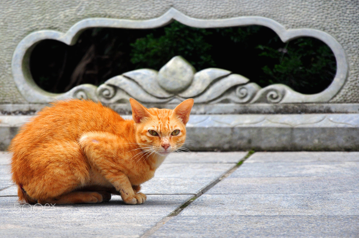 Chú mèo trên đỉnh Bà Nà. Ảnh: Tshab Plig/ 500px.com.